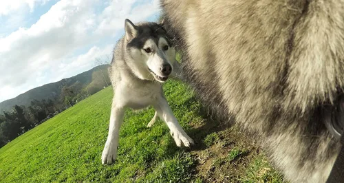 Vista 7 de Arnés para perros GoPro Fetch - Montura oficial GoPro (Paquete de 6)