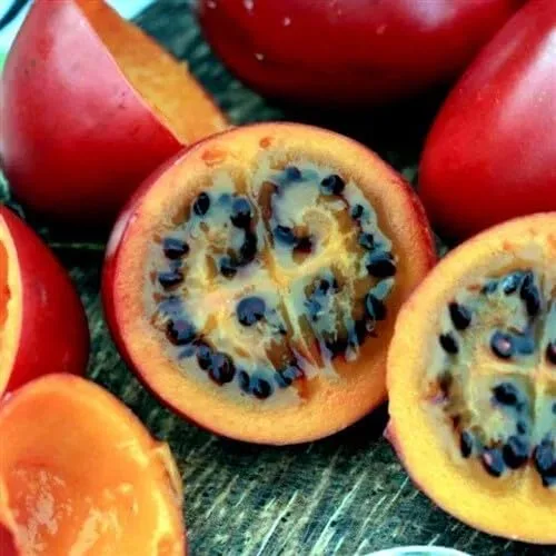 Vista 5 de HPGS 10 Seeds - Semillas de tomate Tamarillo Cyphomandra betacea Garden Fruit - Planta de crecimiento rápido, verde, naranja, rojo