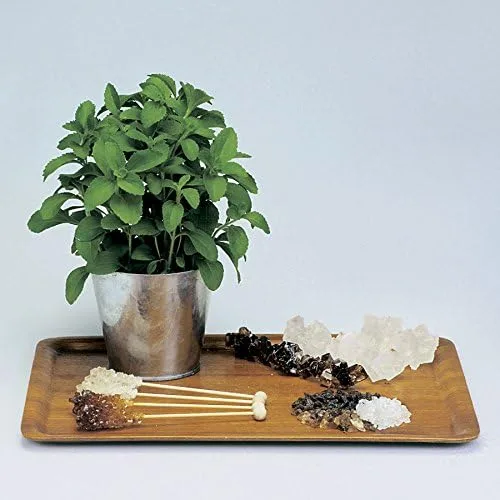 Vista 3 de Park Seed Sugarleaf - Semillas de Stevia orgánicas, paquete de 50 semillas