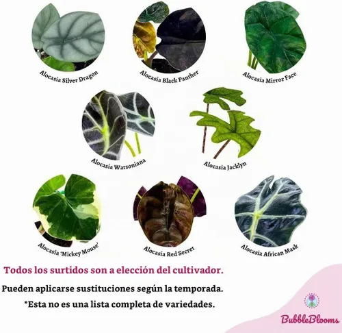 Vista 3 de BubbleBlooms Surtido de Alocasia rara, juego de 4 unidades, 2 pulgadas, Jewel, Jacklyn, Cuprea Pixie Plantas
