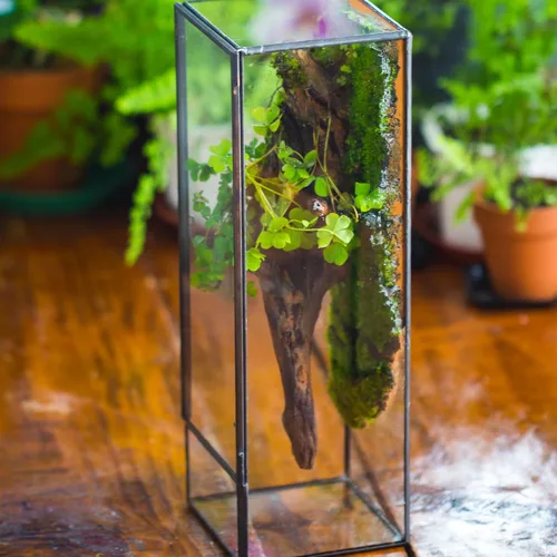 Vista 7 de NCYP Terrario de cristal cerrado con puerta, 3.9 x 3.9 x 11.8 pulgadas, maceta rectangular alta para helechos, plantas suculentas, decoración