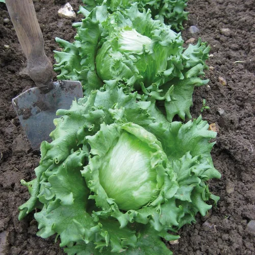 Vista 4 de Semillas Vegetales Crisphead Lechuga Iceberg Hoja Crujiente Heirloom para Ensaladas - 1000 Semillas