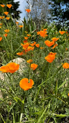 Vista 5 de Plant Good Seed Semillas de amapola de California, paquete de 300, semillas tradicionales para plantar flores, suministros de jardinería, jardín