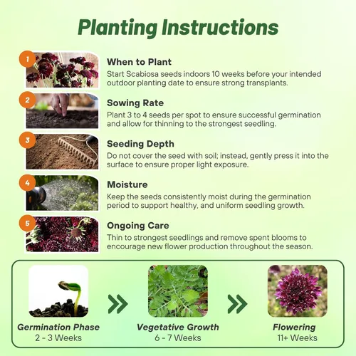 Vista 5 de Outsidepride Burgundy Beau Scabiosa Seeds – 500 semillas de flores perennes que atraen a los polinizadores, hábito de crecimiento vertical y limpio