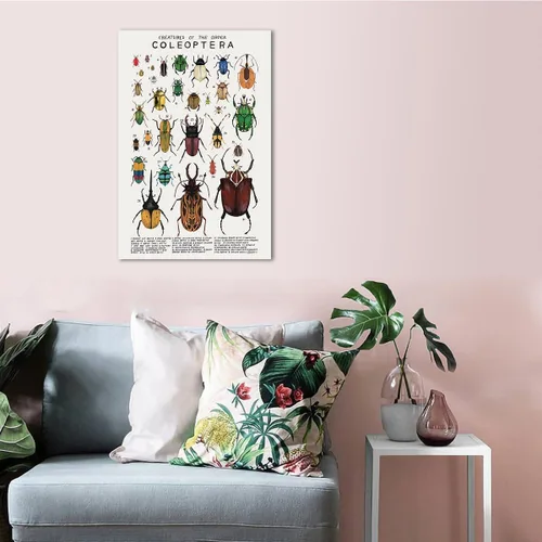 Vista 6 de Póster de lienzo de animales para pared, imágenes de animales, guía de coleópteros, insectos, escarabajos, impresiones de conocimiento, estética