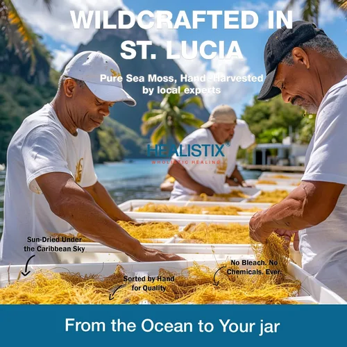 Vista 2 de Gel de musgo marino con sabor a plátano [473 ml] - Exquisitamente elaborado con musgo marino silvestre recolectado en las aguas prístinas de Santa