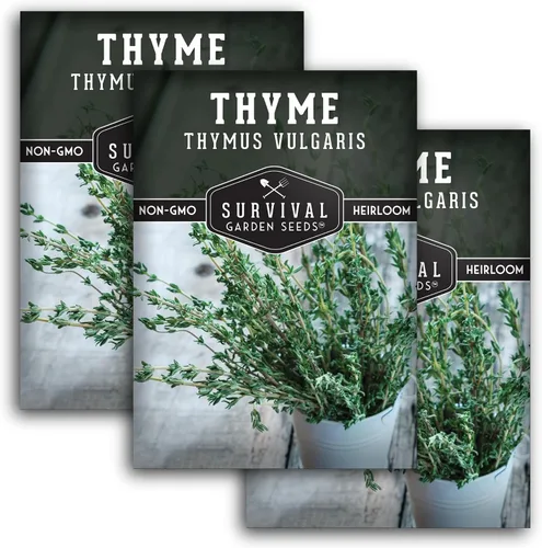 Vista 11 de Semillas de tomillo para plantar en interiores o exteriores, semillas de tomillo inglés (Thymus Vulgaris) para jardines de hierbas del hogar