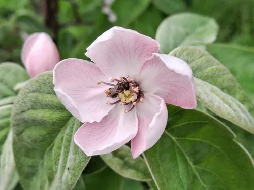 Vista 6 de 20 semillas de arbustos con flores de membrillo culinario común Cydonia Oblonga