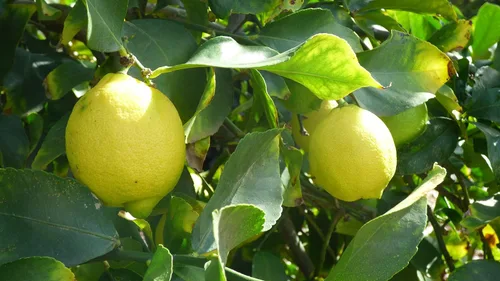 Vista 2 de Hojas de limón orgánicas frescas de California Farm, sin químicos, veganas, sin pulverizar, sin encerar, para té, cocina, hornear, aromaterapia