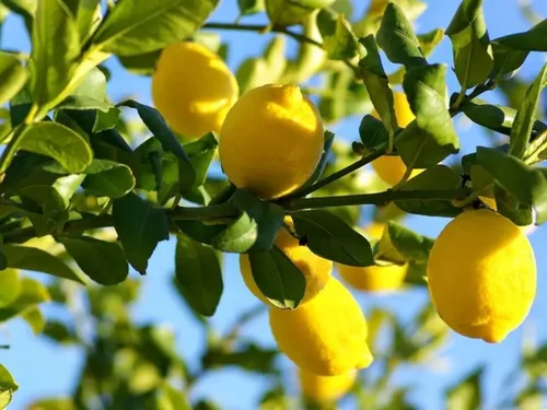 Vista 2 de Limones orgánicos de 5 libras Temecula recién cosechados CA sin pulverizar sin encerar