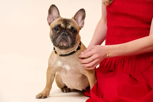 Vista 7 de SCAMPER & CO Pulseras con dije de cachorro de raza de perro, circonita cúbica y espinela negra para mujer - Pulseras de plata esterlina chapadas