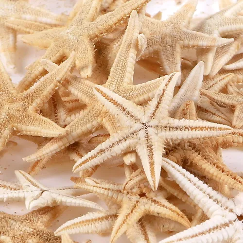 Vista 4 de 100 piezas pequeñas estrella de mar estrella de mar conchas de mar playa para manualidades 0.4"-1