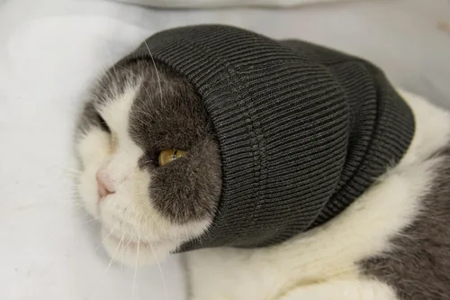 Vista 5 de Paquete de 2 protectores de orejas de gato sin arañazos para el cuidado de heridas 1azul+1 gris