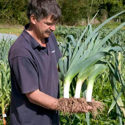 Vista 6 de Semillas de cebolla de puerro gigante sin OMG vegetal para plantar