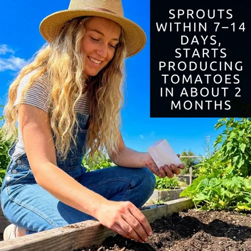 Vista 2 de Semillas de tomate cereza arcoíris para plantar, más de 100 semillas de reliquia, tomates pequeños multicolores, plantas aptas para contenedores