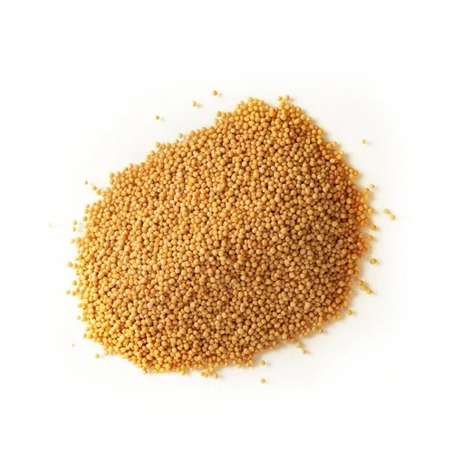 Vista 3 de mostaza amarilla, entero – Spiceology Semillas de mostaza amarilla – 24 onzas