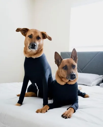 Vista 9 de Enterizo deportivo para perro Shed Defender para la caída del pelo, visto en Shark Tank, liviano y transpirable, traje de cuerpo para perros
