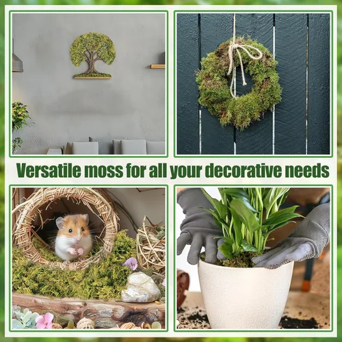Vista 5 de Musgo verde natural de 10 onzas para principiantes, musgo de inicio para plantas de interior, jardines de hadas artificiales, mini mosswall