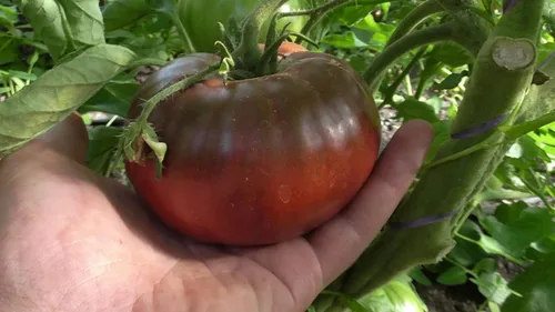 Vista 4 de Semillas Black Prince Tomate Determinar Vegetales no OGM para plantar