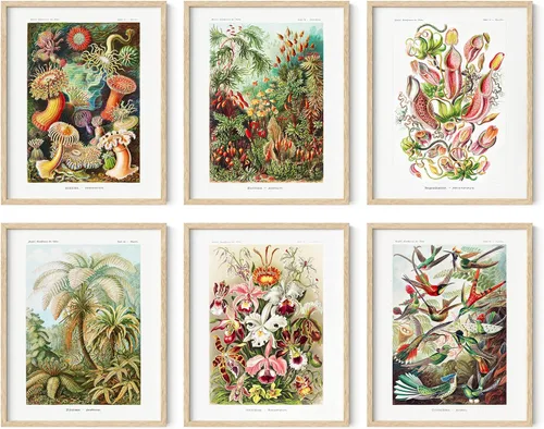 Vista 49 de HAUS AND HUES Pósteres florales y de plantas, juego de 6 impresiones botánicas, arte de pared de flores y plantas, decoración botánica