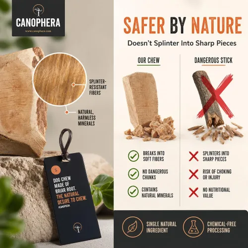 Vista 3 de Canophera Raíz masticable para perros, madera de brezo natural para dientes y encías saludables, tamaño pequeño