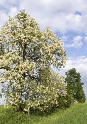 Vista 3 de Árbol de langosta negra, planta viva de 24 a 36 pulgadas de alto, plántula a raíz desnuda, árbol de sombra de crecimiento rápido con flores