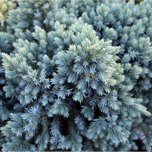 Vista 9 de Blue Star Juniper - 3 plantas vivas - Juniperus Squamata - Cubierta vegetal de hoja perenne de bajo mantenimiento