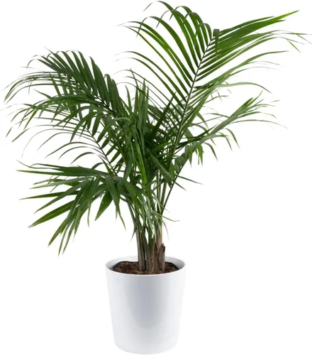 Vista 14 de Costa Farms Planta viva de palma de bambú en maceta decorativa, planta de interior grande purificadora de aire, perfecta para decoración del hogar