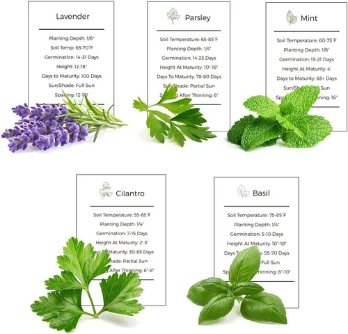 Vista 3 de Colección de semillas para jardín de hierbas, paquete de 5 semillas de hierbas culinarias, semillas autóctonas no transgénicas (non-GMO) para sembrar