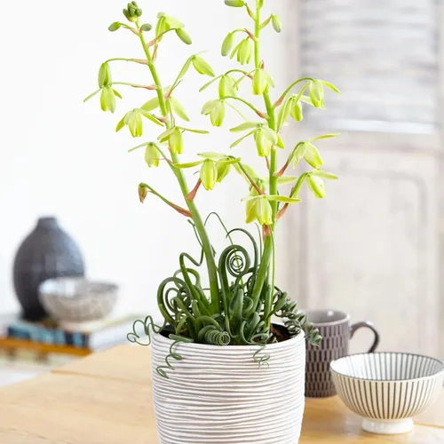 Vista 4 de Albuca - Planta viva en maceta de 4 pulgadas, frizzle chisporroteando suculenta, planta de albuca de hoja rizada para cultivo en interiores