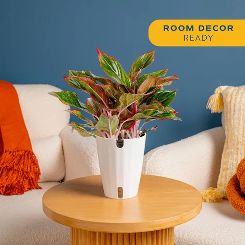 Vista 2 de Costa Farms Perenne China Roja Planta Viva de Interior, Planta de Casa de Fácil Cuidado en Maceta Decorativa Moderna, Excelente Regalo