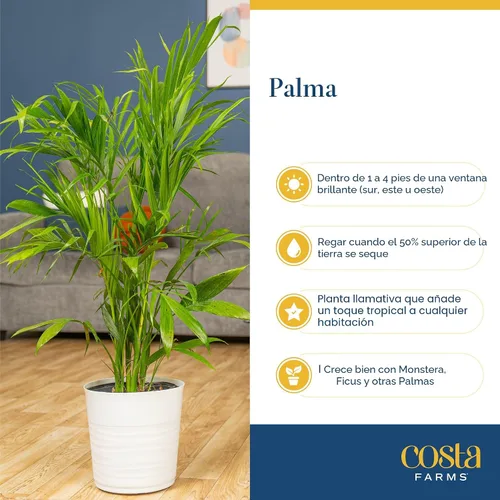 Vista 6 de Costa Farms Planta viva de palma de bambú en maceta decorativa, planta de interior grande purificadora de aire, perfecta para decoración del hogar