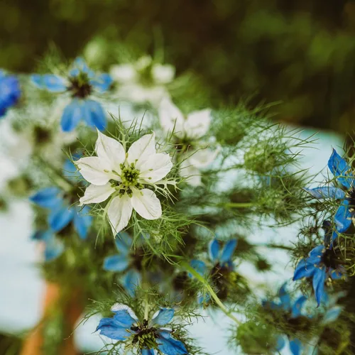 Vista 2 de Love-in-a-Mist - 250 semillas - Variedad de reliquia y polinizada abierta, semillas de flores aptas para polinizadores sin OMG para plantar al aire
