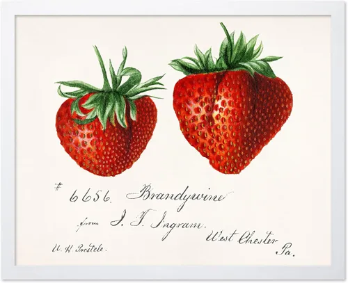 Vista 26 de Poster Master Póster vintage de fresas, impresión retro de fresas, arte de alimentos y frutas, regalo para veganos, vegetarianos, amantes