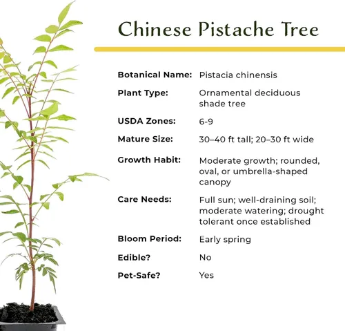 Vista 9 de 1 árbol de pistache chino Árbol joven vivo en cubo de vivero de 2.5 pulgadas Variedad Pistacia Chinensis Toldos de sombra caducifolios