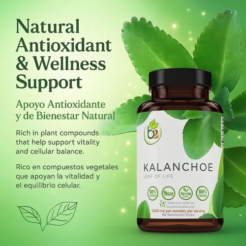 Vista 2 de Kalanchoe Pinnata Forte (Leaf of Life) 90 cápsulas (1500 mg por porción) Bryophyllum Pinnatum - 100% natural, vegano, sin OMG, suplemento dietético