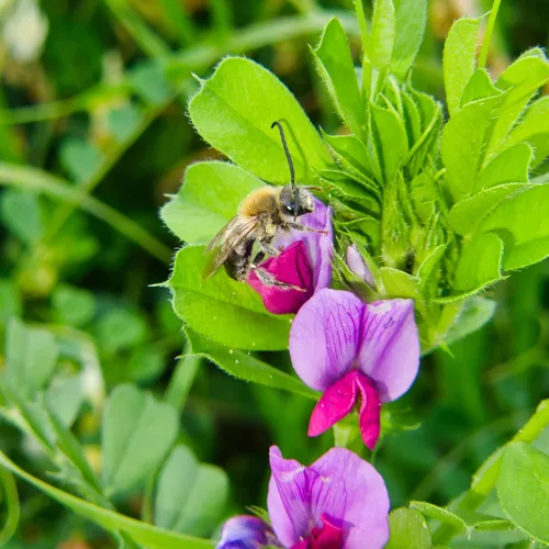 Vista 6 de Sustainable Seed Co Cover Crop Seed Mix Organic 1 lb ~ 6,800 Semillas Pollinator & Bee Friendly Cover Crop Mix - Clover Cover Crop Blend