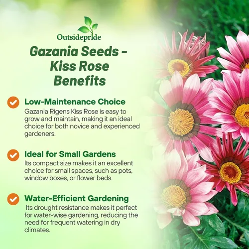 Vista 3 de Outsidepride Kiss Rose Gazania Semillas para plantar – 25 piezas de semillas perennes, de bajo mantenimiento, tolerantes a la sequía para flores
