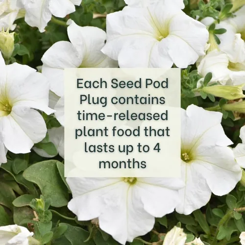 Vista 3 de White Petunia - Tapones completos de semillas con alimento vegetal - 10 cápsulas para jardines hidropónicos, clic y cultivo, cultivo de lechuga