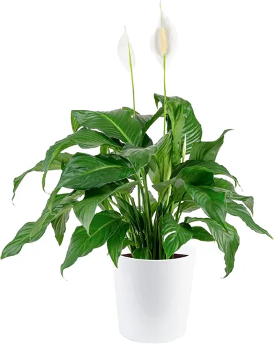 Vista 11 de Costa Farms - Lirio de paz Spathiphyllum, planta viva