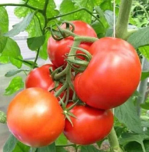 Vista 3 de 120 semillas de tomate Rutger's para plantar 1/0.07 oz + de semillas cosechadas en EE. UU