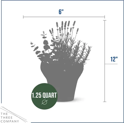 Vista 3 de Combo de hierbas aromáticas y saludables vivas en cubierta decorativa - Purificador de aire, combo incluye verbena de limón, lavanda y eucalipto, 12