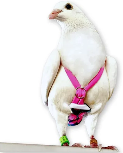 Vista 8 de FLYPER Mini pañal ajustable para pájaros, reutilizable, lavable, ajuste cómodo para loros, cacatúas y otros pájaros pequeños, accesorios de aviar