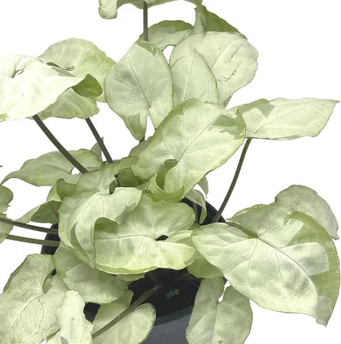 Vista 7 de BubbleBlooms Syngonium Moonshine en una olla de 4 pulgadas con cabeza de flecha abigarrada vid rara