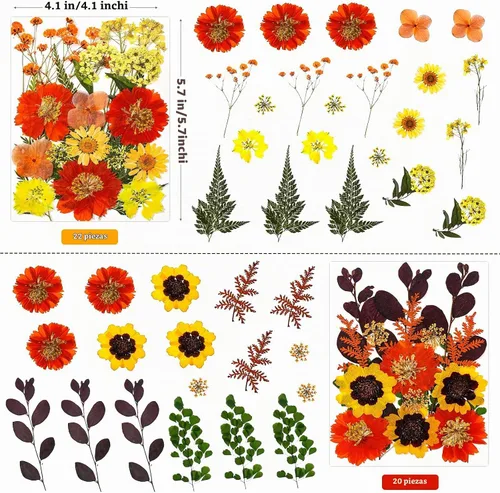 Vista 3 de 85 piezas de flores y hojas prensadas secas en otoño para manualidades de Naranja y amarillo 85 piezas