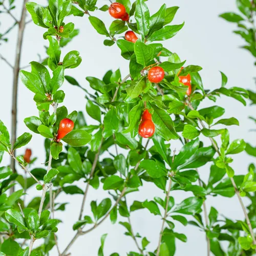 Vista 8 de Perfect Plants Wonderful Pomegranate Tree, 2 Gallon, Live Plant Self-pollinating with large red fruit ripening in September, zones 8-11, showy