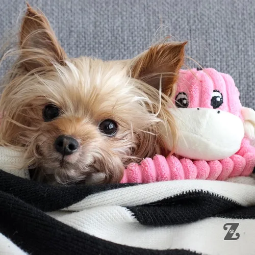 Vista 6 de ZippyPaws Spencer El mono arrugado, S, Rosado