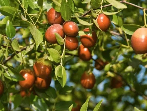 Vista 6 de Azufaifo Árbol frutal Superfruit Ziziphus Jujube Crecimiento Rápido 10 Semillas por OrginBud