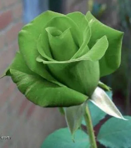 Vista 2 de 5 VERDE ROSA Arbusto Rosa Arbusto Perenne Semillas Flor Peine S/H