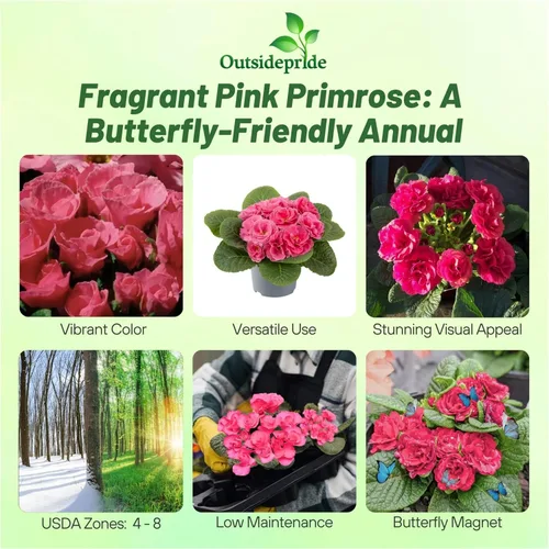 Vista 2 de Outsidepride 10 semillas anuales Primula común Primrose Primlet Pink Shades Semillas de flores para plantar